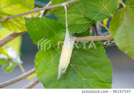 Mulberry cocoon (cocoon) Mulberry cocoon (cocoon) 96187597