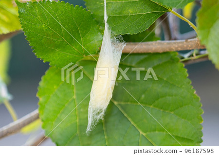Mulberry cocoon (cocoon) 96187598