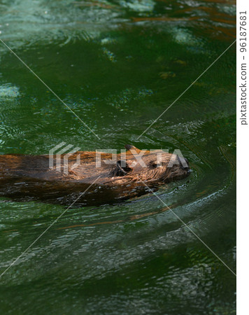 Profile of a swimming american beaver 96187681