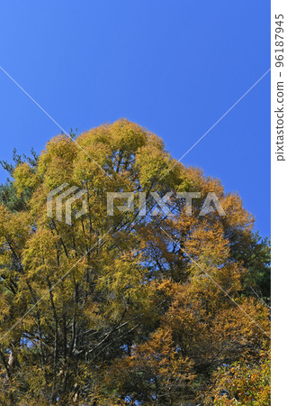 Autumn leaves 96187945