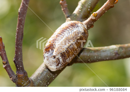 Egg sac of bellied praying mantis 96188084