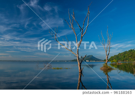 Dead Trees over bang phra reservoir still water, Chonburi 96188163