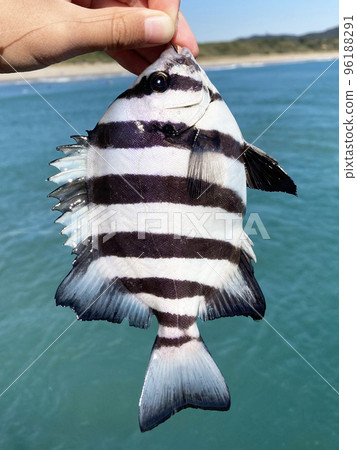 Stone bream (Ishidai) 96188291