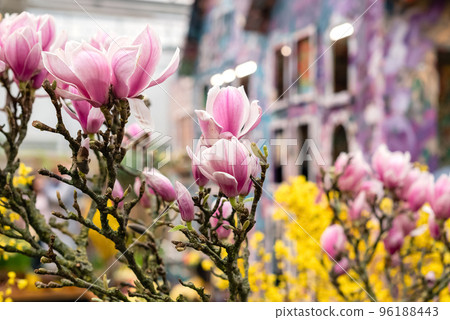 Blooming pink magnolia flowers on tree branch in spring garden Blooming pink magnolia flowers on tree branch in spring garden 96188443