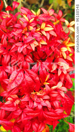 Scenery of reddish Nanten leaves 96188548