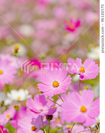 Autumn scenery: cute and colorful cosmos 96188570