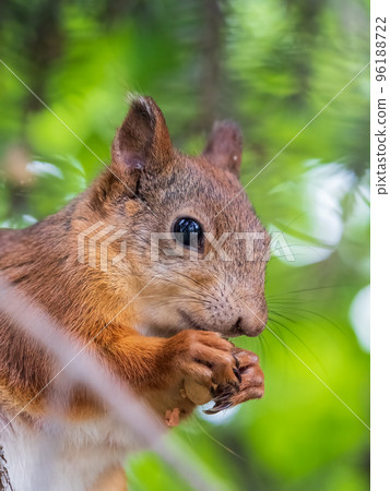 The squirrel with nut sits on a branches in the spring or summer. The squirrel with nut sits on a branches in the spring or summer. 96188722