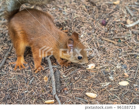 Squirrel in autumn or spring with nut on the green grass with fallen yellow leaves Squirrel in autumn or spring with nut on the green grass with fallen yellow leaves 96188723