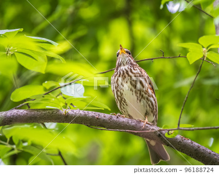 Wood bird Redwing, Turdus iliacus, sits on tree branch 96188724
