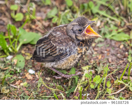 A fieldfare chick, Turdus pilaris, has left the nest and sitting on the spring lawn. A fieldfare chick sits on the ground and waits for food from its parents. A fieldfare chick, Turdus pilaris, has left the nest and sitting on the spring lawn. A fieldfare chick sits on the ground and waits for food from its parents. 96188726
