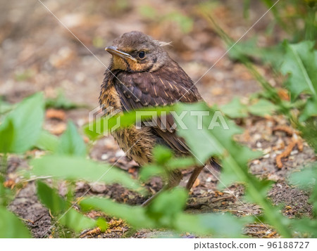 A fieldfare chick, Turdus pilaris, has left the nest and sitting on the spring lawn. A fieldfare chick sits on the ground and waits for food from its parents. A fieldfare chick, Turdus pilaris, has left the nest and sitting on the spring lawn. A fieldfare chick sits on the ground and waits for food from its parents. 96188727
