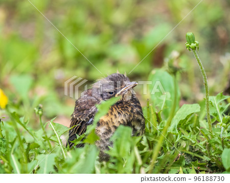 A fieldfare chick, Turdus pilaris, has left the nest and sitting on the spring lawn. A fieldfare chick sits on the ground and waits for food from its parents. A fieldfare chick, Turdus pilaris, has left the nest and sitting on the spring lawn. A fieldfare chick sits on the ground and waits for food from its parents. 96188730