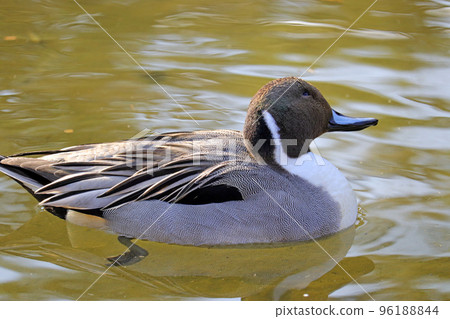 A male Pintail swimming in a pond [sideways] 96188844