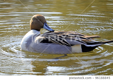 A male Pintail swimming in a pond [sideways] 96188845