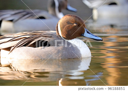 A male Pintail swimming in a pond [sideways] 96188851