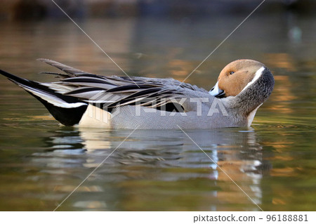 A male Pintail swimming in a pond [sideways] 96188881