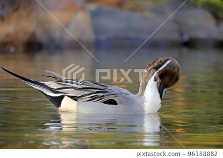 A male Pintail swimming in a pond [sideways] 96188882
