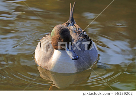 Male pintail swimming in the pond [front] 96189202