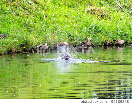 Ducks swimming in the pond, flapping their wings, and looking for food 96189268