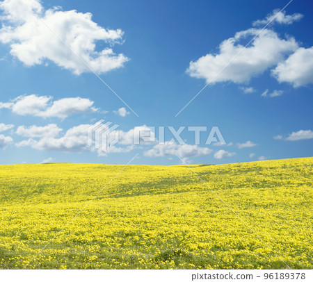Yellow field panorama on a sunny day Yellow field panorama on a sunny day 96189378