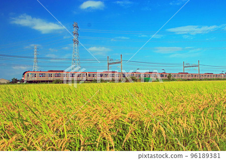 Kawagoe in early autumn with beautiful golden ears of rice Kawagoe in early autumn with beautiful golden ears of rice 96189381