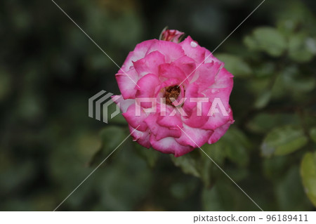 Arao City Ominous Citizen Flower Bed Rose Flower, Arao City Ominous Citizen Flower Bed Rose Flower, 96189411