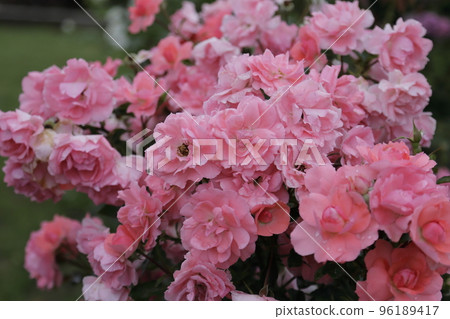 荒尾市少女公民花壇玫瑰花， 96189417