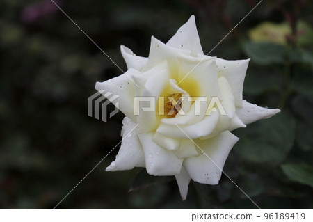 荒尾市少女公民花壇玫瑰花， 96189419