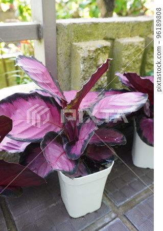 photo of houseplant calathea purple rose photo of houseplant calathea purple rose 96189808