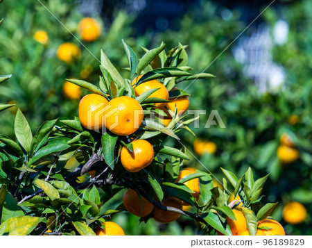 Tasty colored mandarin oranges 96189829