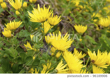 Shokuyougiku (edible chrysanthemum) Shokuyougiku (edible chrysanthemum) 96189906