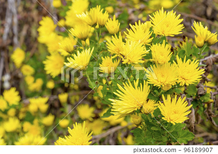 Shokuyougiku (edible chrysanthemum) Shokuyougiku (edible chrysanthemum) 96189907