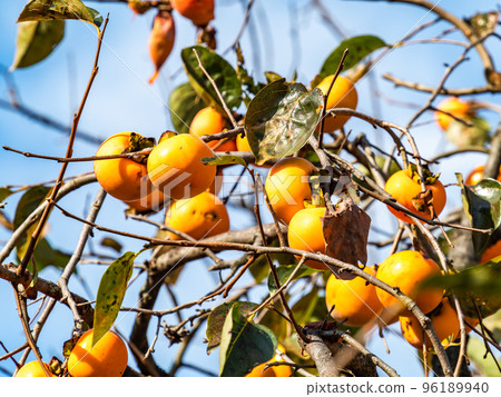 The taste of autumn: persimmons shining against the blue sky The taste of autumn: persimmons shining against the blue sky 96189940