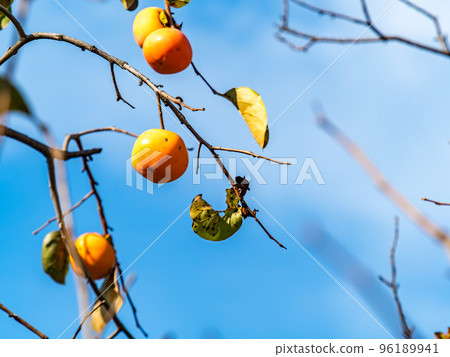 The taste of autumn: persimmons shining against the blue sky 96189941