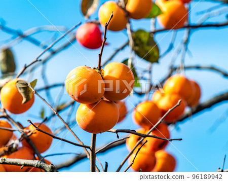 The taste of autumn: persimmons shining against the blue sky 96189942