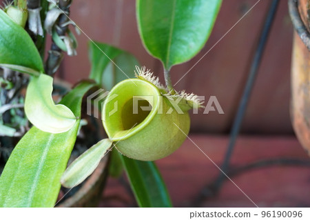 肉食植物蜈蚣的照片 肉食植物蜈蚣的照片 96190096