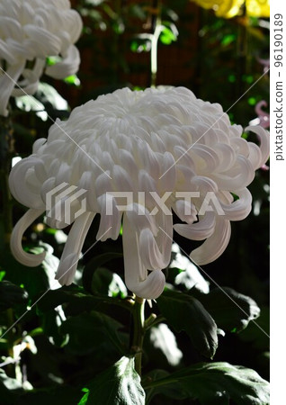 大白菊（厚橋） 96190189