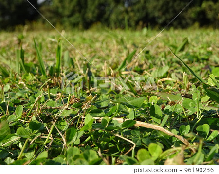 one day grass 96190236