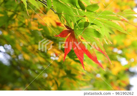 陽光下的秋葉 96190262