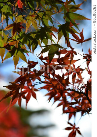 秋天風景秋葉 秋天風景秋葉 96190263