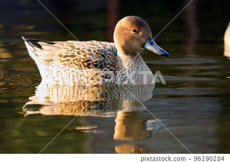 針尾女在池塘里游泳[側身] 96190284