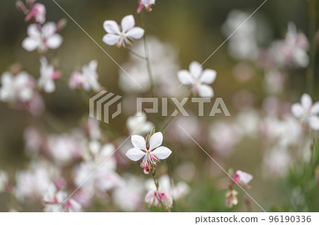 Gaula Gaula 96190336