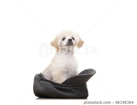 image of dog cap white background image of dog cap white background 96190364