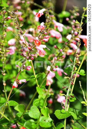 鼠尾草“珊瑚若蟲” 96190420