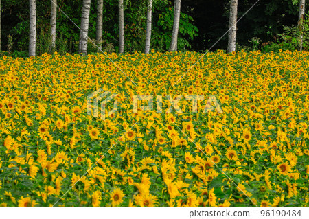 [Biei Town, Hokkaido] Sunflower field 96190484