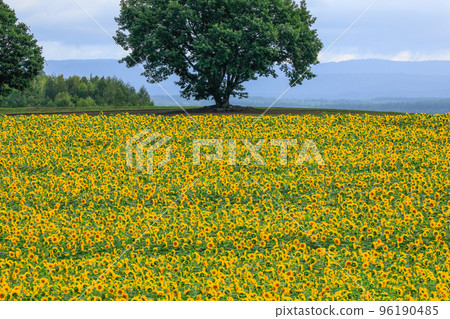 [Biei Town, Hokkaido] Sunflower field 96190485