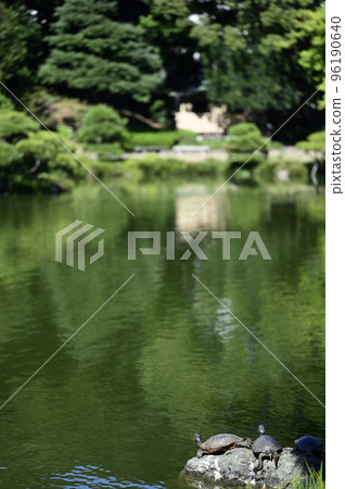 站在清澄花園（東京都江東區）大泉水中的烏龜 96190640