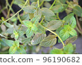 Photo of a potted black peppermint plant 96190682