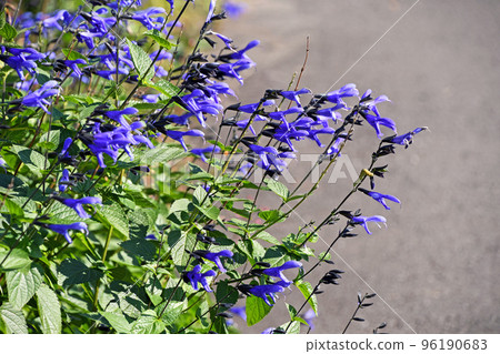 Salvia Guaranitica 96190683