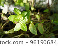 Photo of a potted black peppermint plant 96190684
